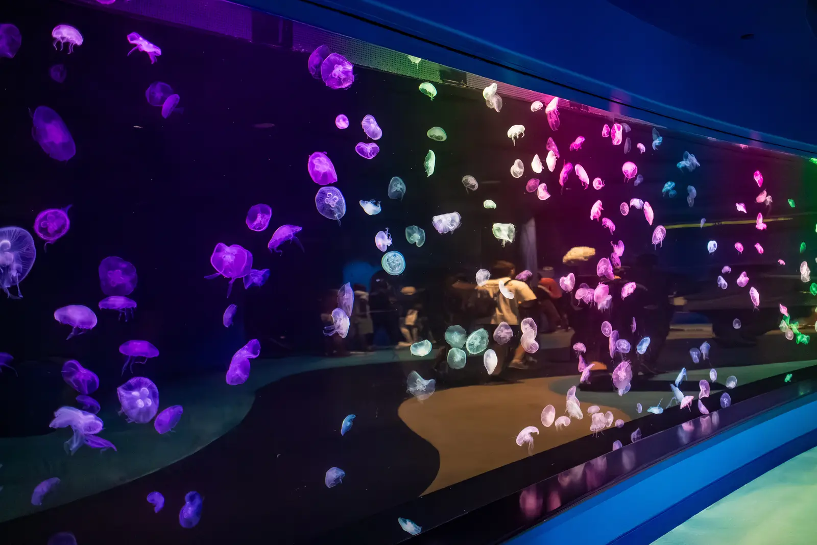 Event photography in Atlanta by Hylton Media Group: jellyfish gallery at Georgia Aquarium
