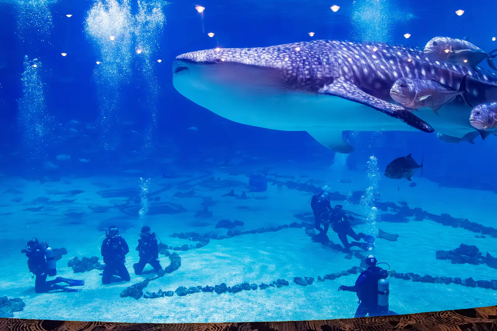 Event photography in Atlanta by Hylton Media Group: whale shark and divers at Georgia Aquarium